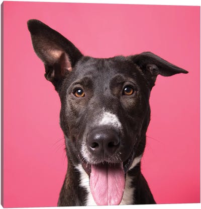 Pongo The Rescue Dog Canvas Art Print - Rescue Dog Art