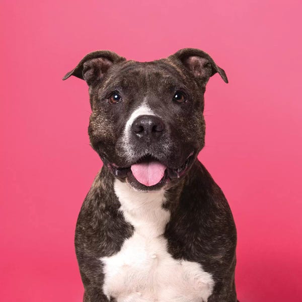 American Staffordshire Terriers: Prissy The Rescue Dog by Sophie Gamand