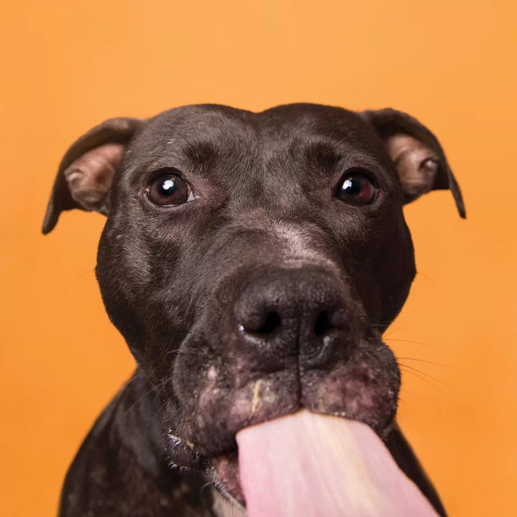 Rachel The Rescue Dog, Gives Kisses