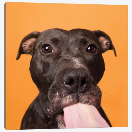 Rachel The Rescue Dog, Gives Kisses Canvas Print #SGM85} by Sophie Gamand Canvas Artwork