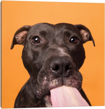 Rachel The Rescue Dog, Gives Kisses Canvas Art Print - Pit Bull Art