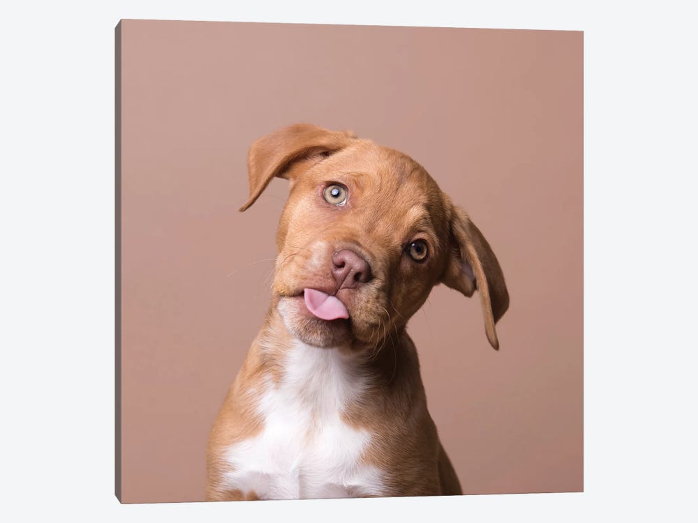 Rachel The Rescue Puppy by Sophie Gamand 1-piece Canvas Print