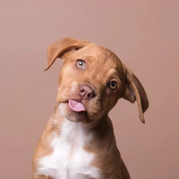 American Staffordshire Terriers: Rachel The Rescue Puppy by Sophie Gamand