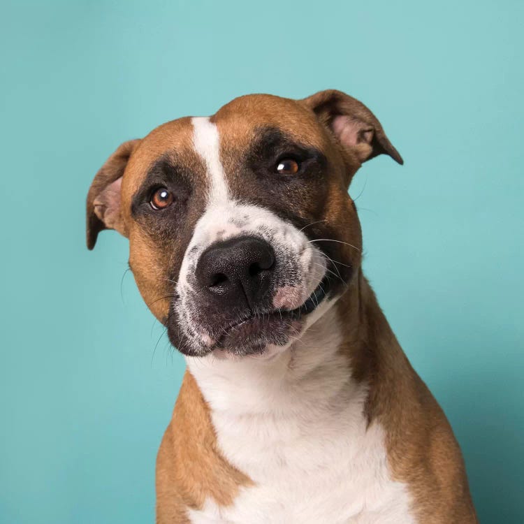 Ramone The Rescue Dog by Sophie Gamand wall art