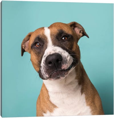 Ramone The Rescue Dog Canvas Art Print - American Pit Bull Terriers
