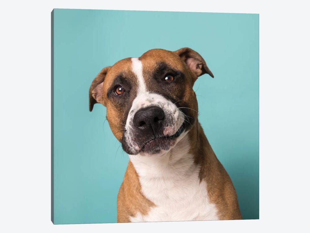 Ramone The Rescue Dog by Sophie Gamand 1-piece Canvas Art