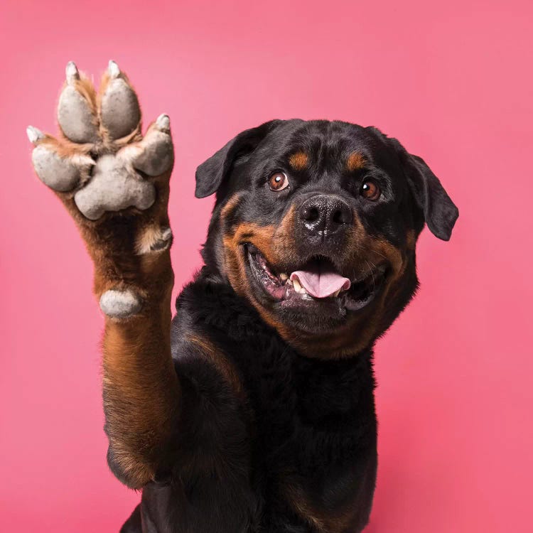 Ramone The Rescue Dog, Paw Up!