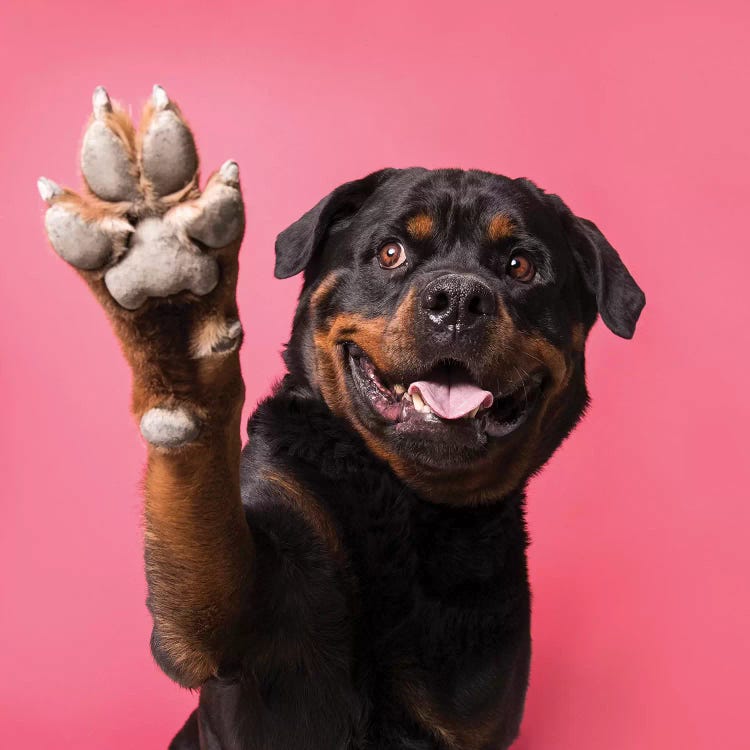 Ramone The Rescue Dog, Paw Up! by Sophie Gamand wall art