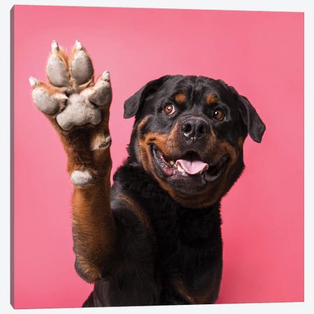 Ramone The Rescue Dog, Paw Up! Canvas Print #SGM88} by Sophie Gamand Canvas Print