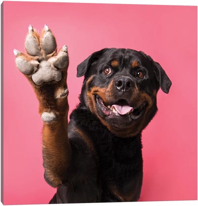 Ramone The Rescue Dog, Paw Up! Canvas Art Print - Dog Art