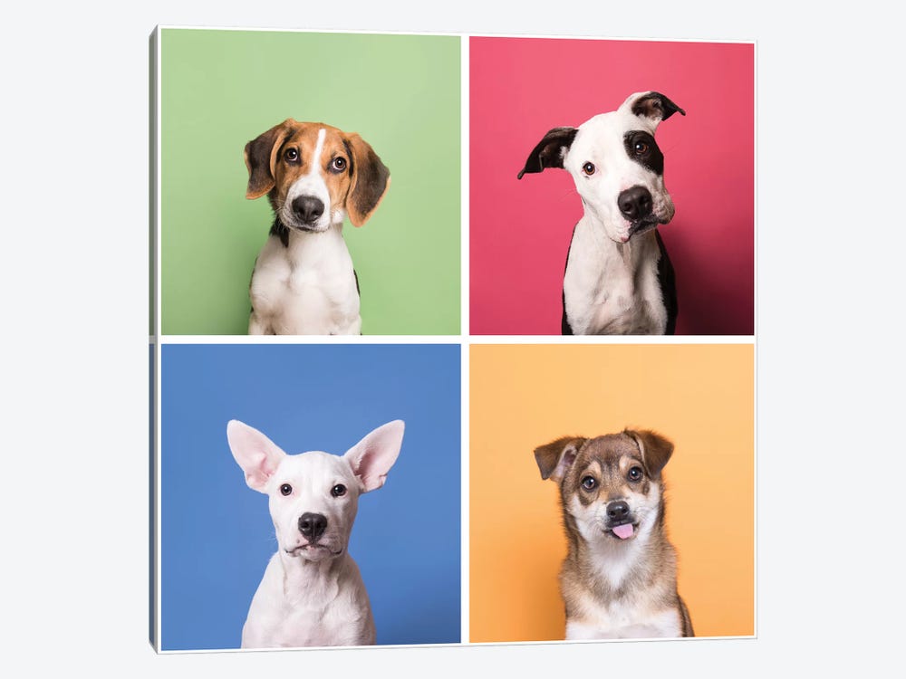 Rescue Puppies: Marshall, Bullet, Laila And Fuzz by Sophie Gamand 1-piece Canvas Artwork