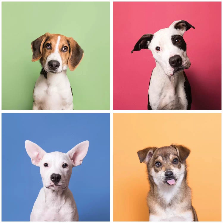Rescue Puppies: Marshall, Bullet, Laila And Fuzz by Sophie Gamand wall art