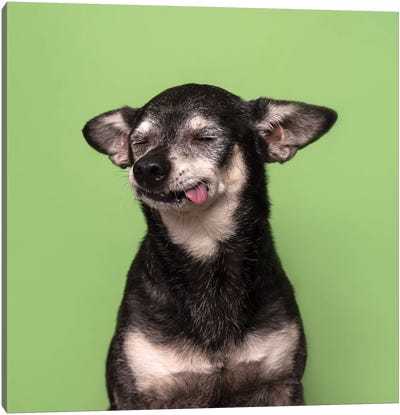 Asa The Rescue Dog Canvas Art Print - Chihuahua Art