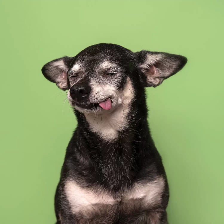 Asa The Rescue Dog by Sophie Gamand wall art