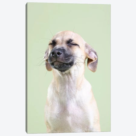 Rickie The Rescue Puppy Canvas Print #SGM90} by Sophie Gamand Canvas Art