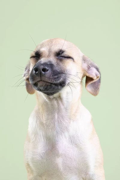 Mutts: Rickie The Rescue Puppy by Sophie Gamand