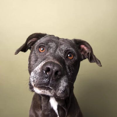 Rosie The Rescue Dog by Sophie Gamand canvas print