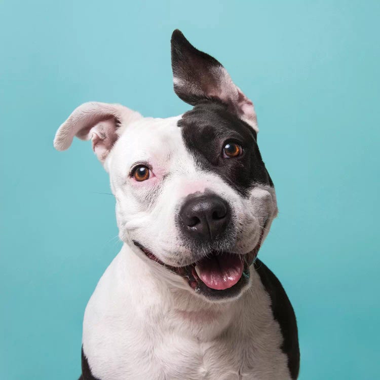 Roxie The Rescue Dog by Sophie Gamand wall art