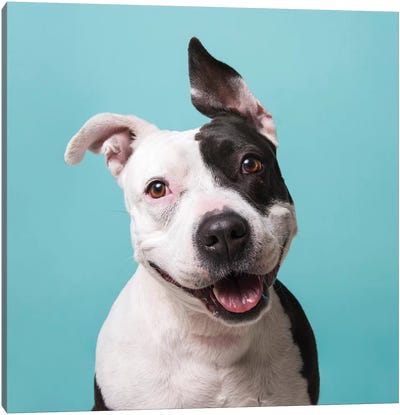 Roxie The Rescue Dog Canvas Art Print - Sophie Gamand