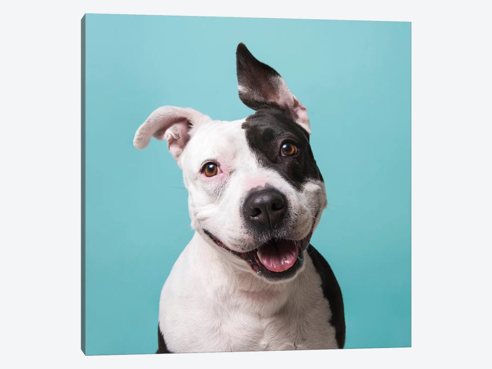Roxie The Rescue Dog by Sophie Gamand 1-piece Canvas Wall Art