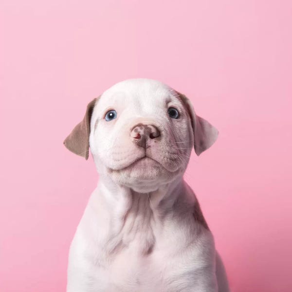 Rescue Dogs: Ruffles The Rescue Puppy by Sophie Gamand