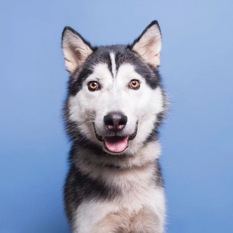 Sebastian The Rescue Dog by Sophie Gamand wall art