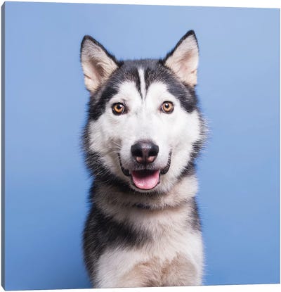 Sebastian The Rescue Dog Canvas Art Print - Animal & Pet Photography