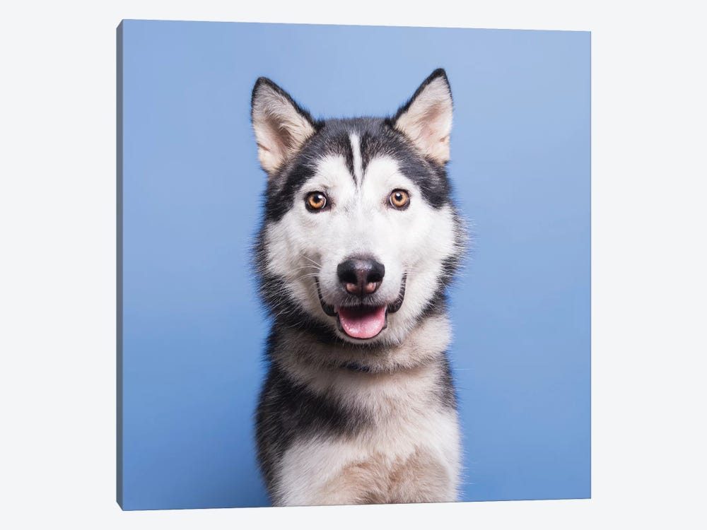 Sebastian The Rescue Dog by Sophie Gamand 1-piece Canvas Wall Art