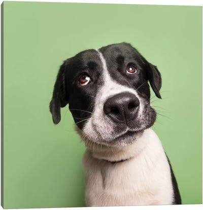 Snoopy The Rescue Dog Canvas Art Print - Pit Bull Art