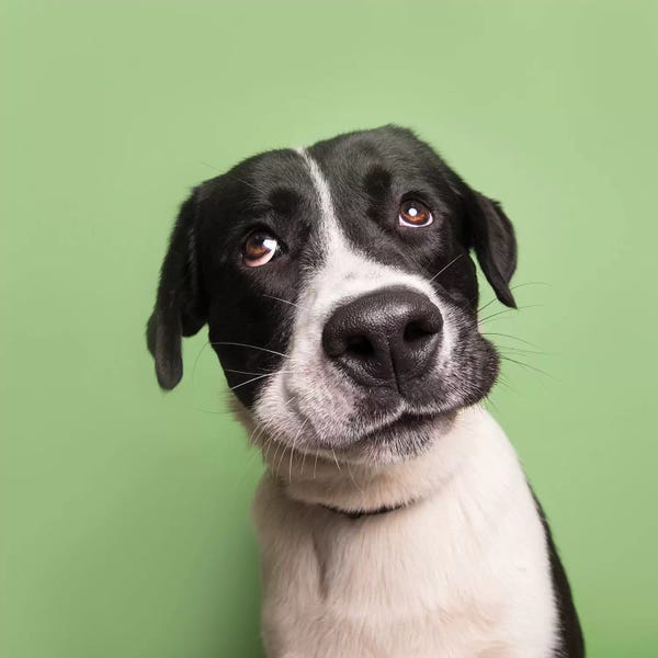 American Staffordshire Terriers: Snoopy The Rescue Dog by Sophie Gamand