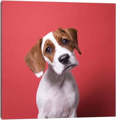 Stella The Rescue Puppy Canvas Art Print - Animal & Pet Photography