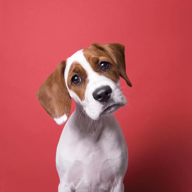Stella The Rescue Puppy by Sophie Gamand wall art