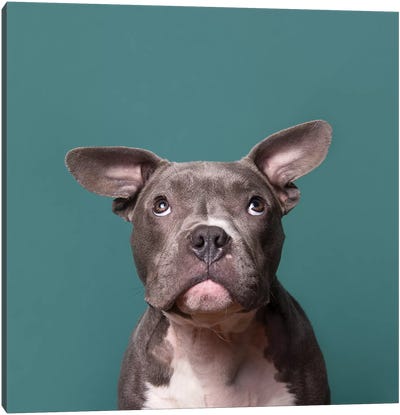 Tater Tot The Rescue Dog Canvas Art Print - Bulldog Art