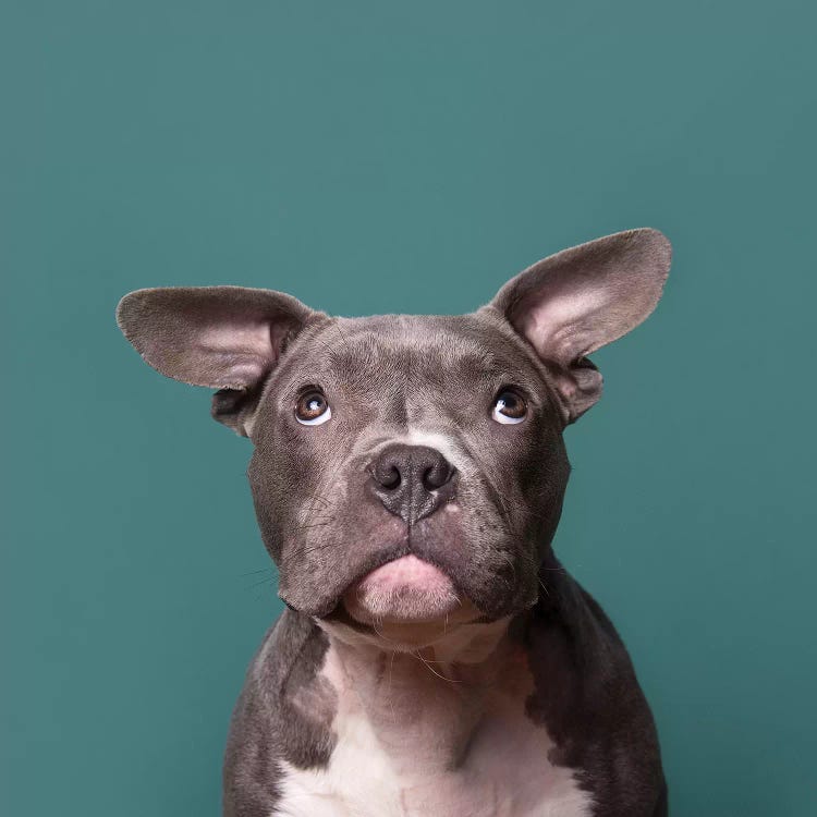 Tater Tot The Rescue Dog by Sophie Gamand wall art