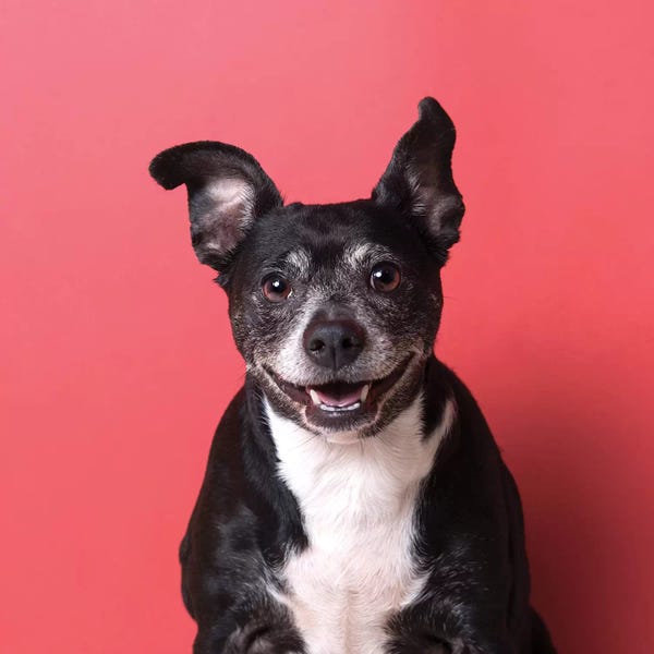 Mutts: Tinkerbell The Rescue Dog by Sophie Gamand