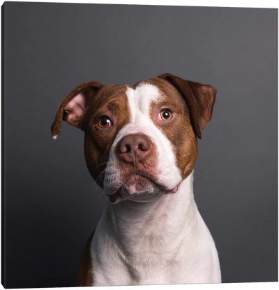 Axel The Rescue Dog Canvas Art Print - Pit Bull Art
