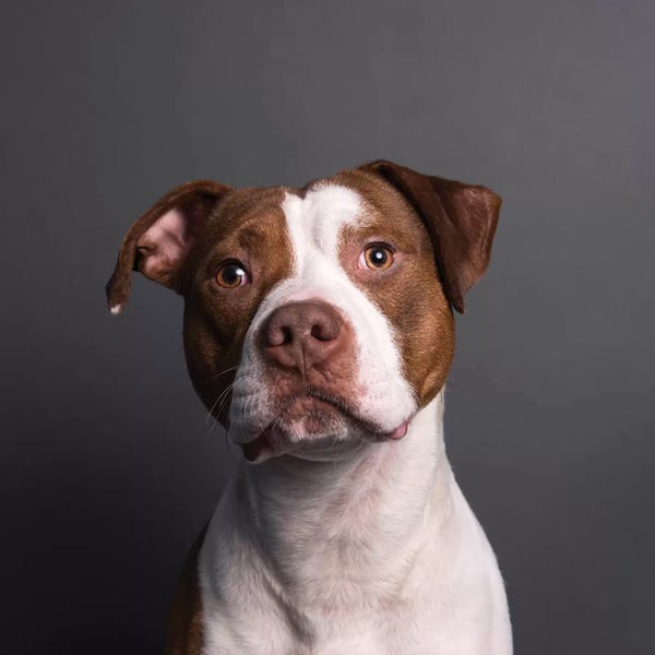 Rescue Dogs: Axel The Rescue Dog by Sophie Gamand