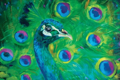 Proud Peacock by Sue Gardner framed wall art