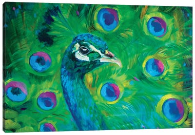 Proud Peacock Canvas Art Print - Sue Gardner
