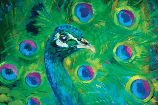 Peacocks: Proud Peacock by Sue Gardner