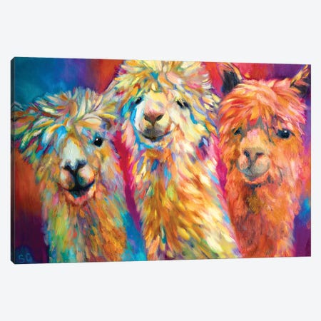 Three Alpacas Canvas Print #SGN61} by Sue Gardner Canvas Art