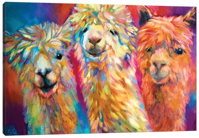 Three Alpacas Canvas Art Print - Llama & Alpaca Art