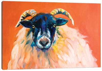 Swaledale Ram Canvas Art Print - Sheep Art