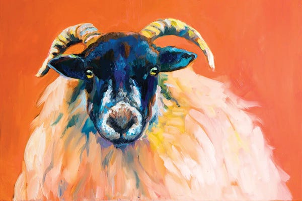 Sheep: Swaledale Ram by Sue Gardner