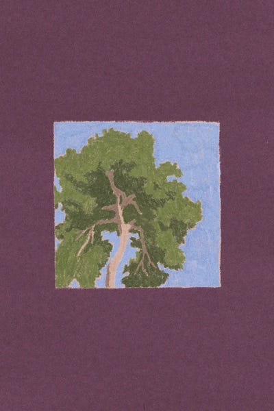 Elad Shagrir: Pine Tree by Elad Shagrir