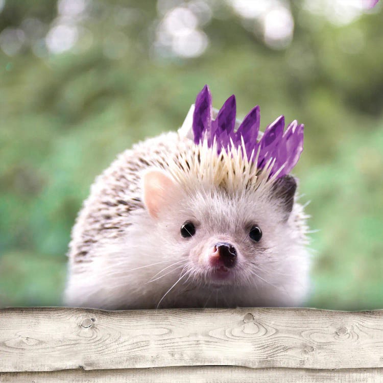 Hedgehog With Crown