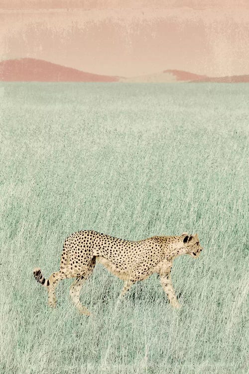 Cheetah in the Wild