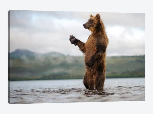 GRIZZLY BEAR STUNNING POPULAR CONTEMPORARY CANVAS ART PRINT PICTURE Art Williams 