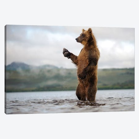 Brown Bear Standing In River, Kamchatka, Russia Canvas Print #SGY1} by Sergey Gorshkov Canvas Art Print