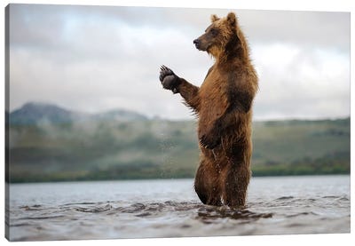 Brown Bear Standing In River, Kamchatka, Russia Canvas Art Print